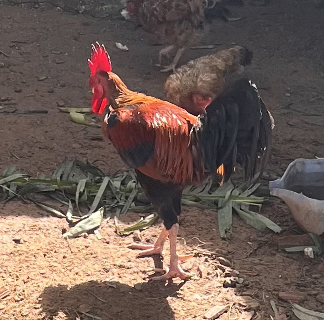 Venda de um galo indiano e reprodutor 
