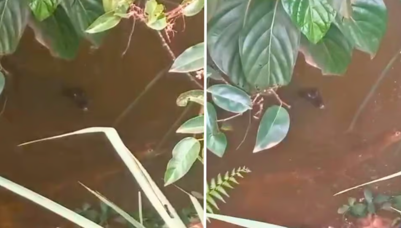 Jacarés são avistados ao lado de parada de ônibus na Via Chico Mendes