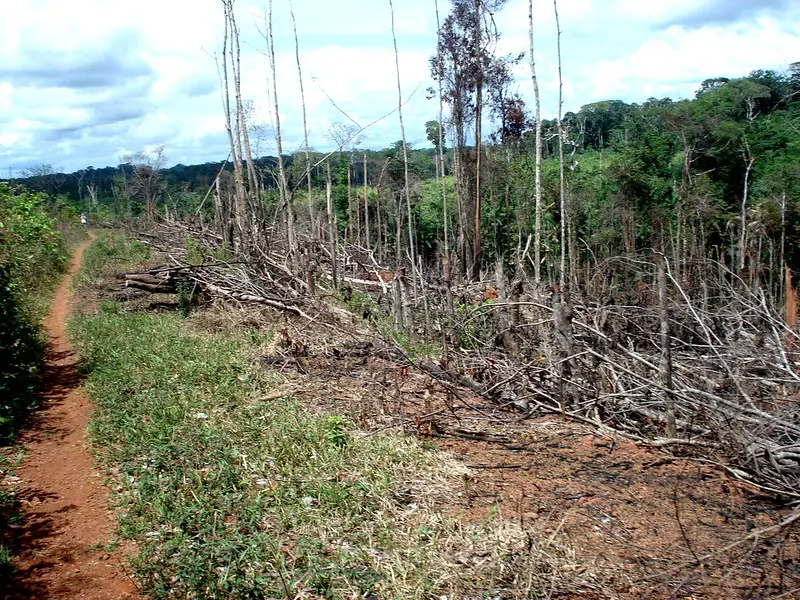 Acre registra queda de 27% no desmatamento, apesar de alta nos alertas em junho